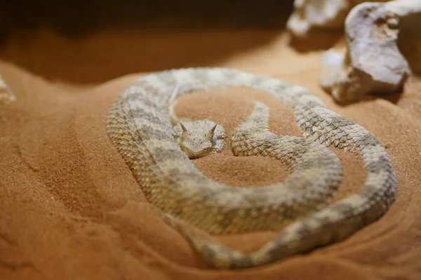 Horn Sand Viper Close Seup — стоковое фото