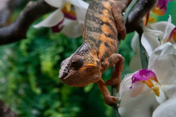 Kleurrijke Kameleon Close — Stockfoto