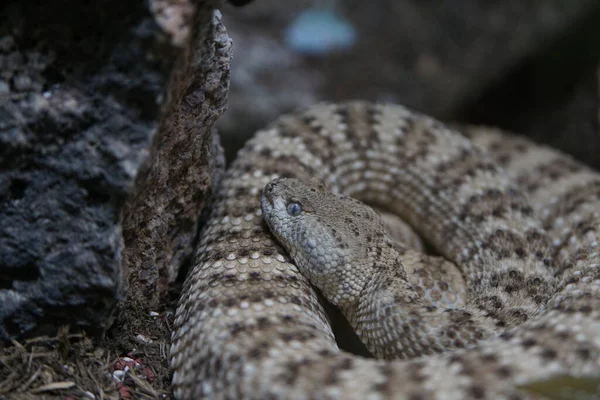 Rattlesnake Head Closeup — Stock Photo, Image