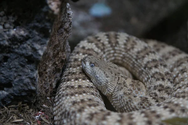 Serpent Sonnette Tête Gros Plan — Photo