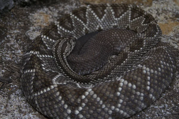 Serpente Sonagli Testa Primo Piano — Foto Stock