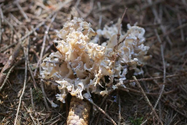 Nahaufnahme Bild Eines Pilzes — Stockfoto