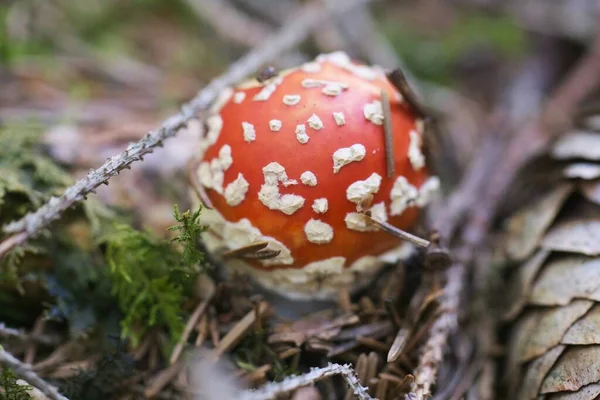 Close Foto Van Een Paddestoel — Stockfoto