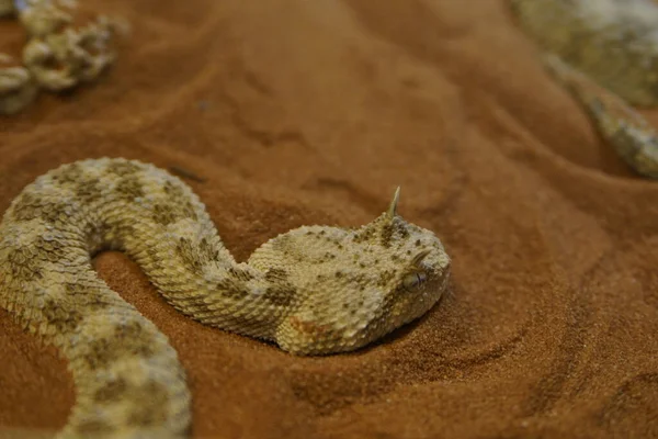 特写镜头中的非洲之角沙蛇 免版税图库照片