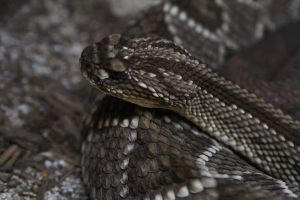 Ratelslang Hoofd Close Rechtenvrije Stockafbeeldingen