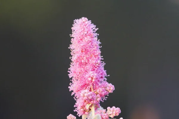 Piękny Purpurowy Kwiat Rosą Słońcu — Zdjęcie stockowe
