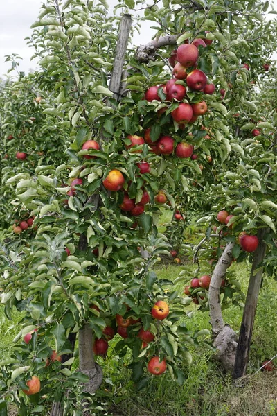 Θεριστής Μήλων Στο Bodensee — Φωτογραφία Αρχείου