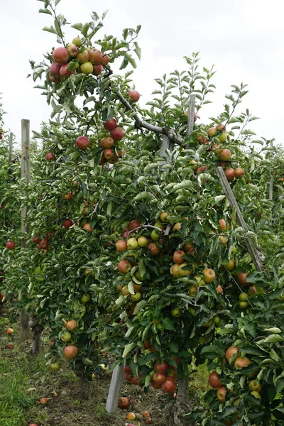 Яблочный Комбайн Бодензе — стоковое фото