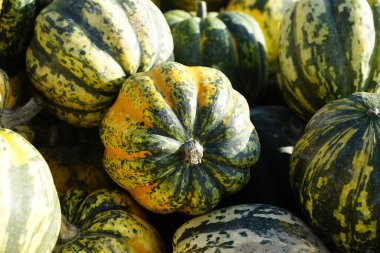 Süslü balkabağı Hasattan sonra Güneş ışığı altında