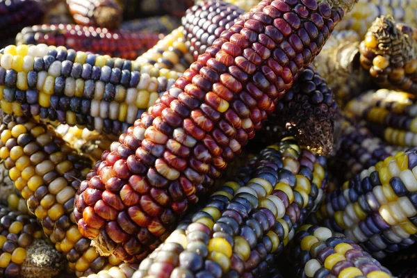 Красочный Кукурузный Початок Вблизи — стоковое фото
