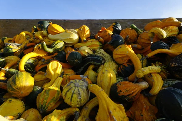 Süslü balkabağı Hasattan sonra Güneş ışığı altında