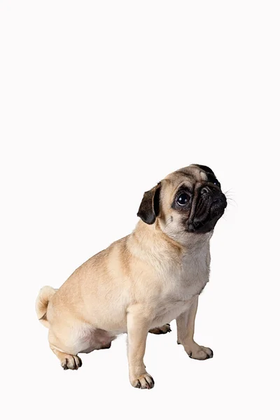 Собака Мопс Белом Фоне — стоковое фото