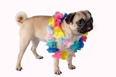 Beyaz arka planda izole edilmiş Hawaii kolyeli bir köpek..