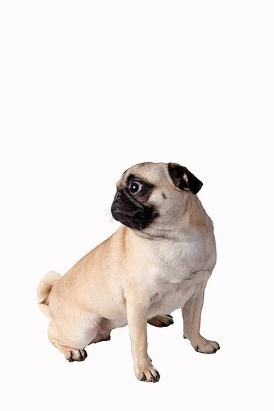 Pug Cão Isolado Fundo Branco — Fotografia de Stock