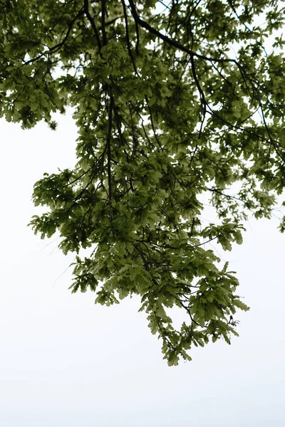 Green Leaves Clear Sky — Stock Photo, Image