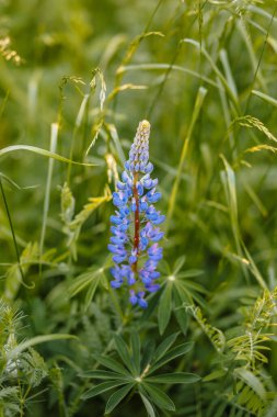 Mavi Lupin uzun yeşil çimlerin arasında