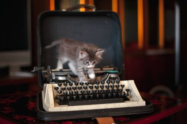 Eski bir daktilonun üzerinde duran gri bir kedi yavrusu.