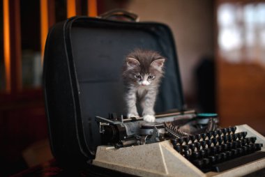 Eski bir daktilonun üzerinde duran gri bir kedi yavrusu.
