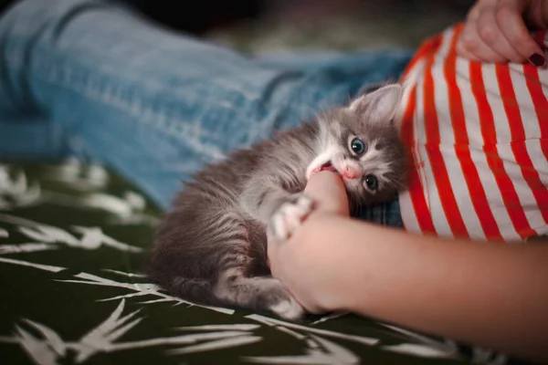 Bir Kızın Elini Isırmaya Çalışan Gri Bir Kedi Yavrusu — Stok fotoğraf