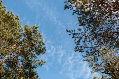 Ormanda duran çam ağaçları. Tepeden tırnağa.