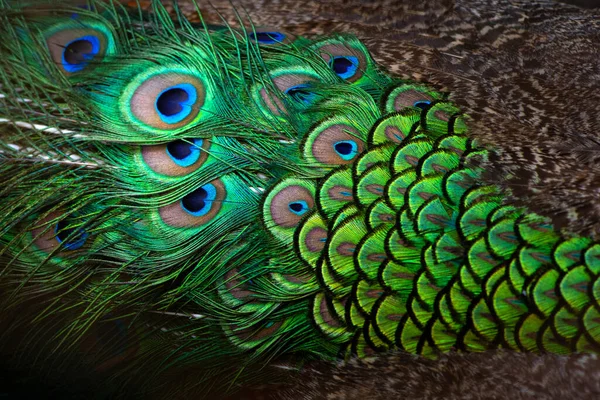 Nære Peacocks Fargerike Detaljer Vakre Påfuglfjær – stockfoto