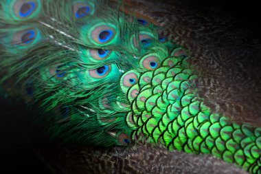 Tavus kuşları, renkli detaylar ve güzel tavus kuşu tüyleri. Macro fotoğrafı..