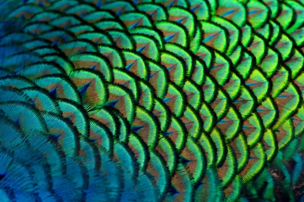 Close Peacocks Colorful Details Beautiful Peacock Feathers Macro Photograph — Stock Photo, Image