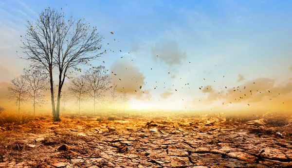 Мертвое Дерево Сухой Земле Фоне Глобального Потепления — стоковое фото