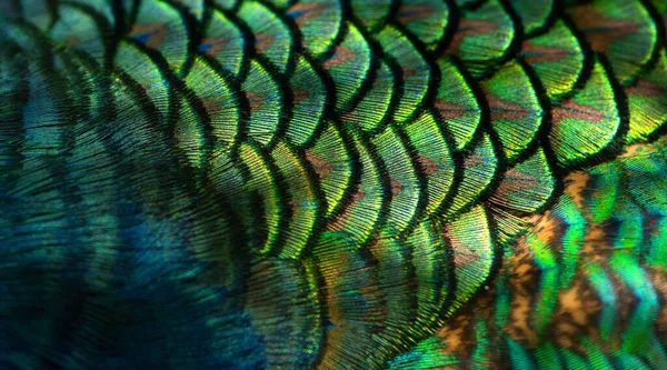 Detailní Záběr Peacocks Barevné Detaily Krásná Páví Péřa Makro Fotografie — Stock fotografie