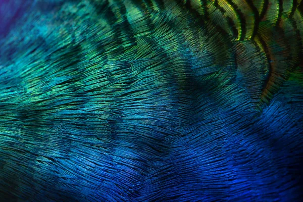 Bright rainbow peacock feathers background Stock Photos, Royalty Free  Bright rainbow peacock feathers background Images | Depositphotos