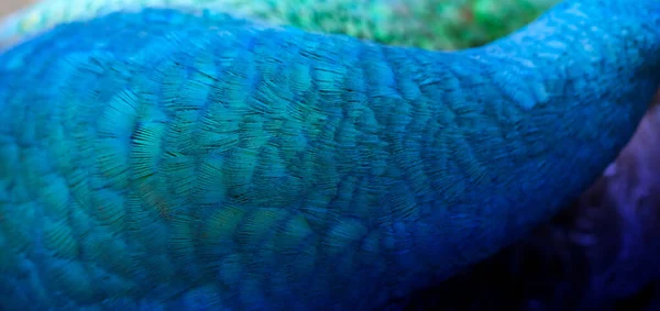 Close Peacocks Colorful Details Beautiful Peacock Feathers Macro Photograph — Stock Photo, Image