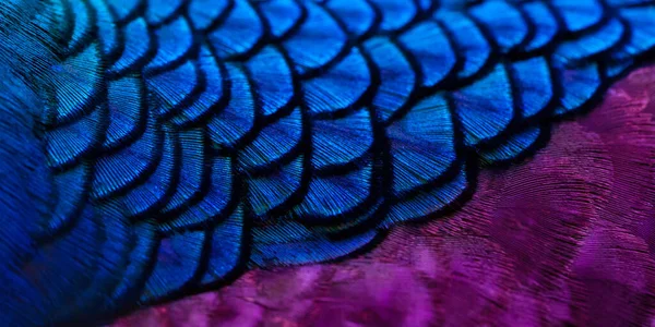 Detailní Záběr Peacocks Barevné Detaily Krásná Páví Péřa Makro Fotografie — Stock fotografie