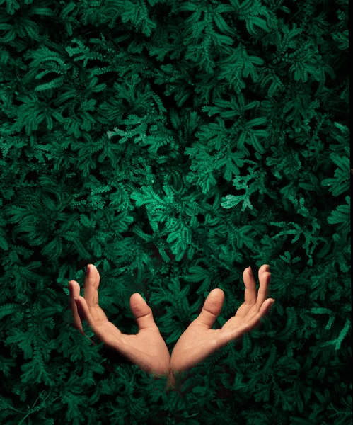 Hands Sticking Out Green Trees Background Summer Green — Stock Photo, Image