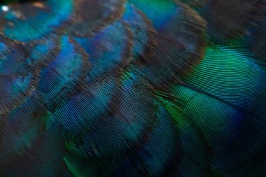 Tavus kuşu tüylerinin yakın çekimi, renkli detaylar ve güzel tavus kuşu tüyleri. Macro fotoğrafı..