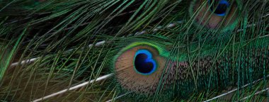 Tavus kuşları, renkli detaylar ve güzel tavus kuşu tüyleri. Macro fotoğrafı..