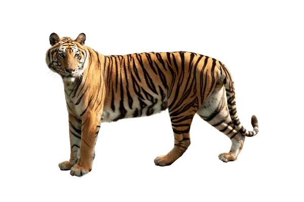 Tigre Isolata Sfondo Bianco — Foto Stock