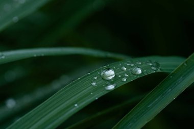 Yağmur üstüne yağmur damlası. Yaprakların üzerindeki makro su damlacıkları..