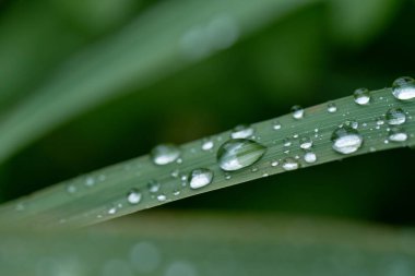 Yağmur üstüne yağmur damlası. Yaprakların üzerindeki makro su damlacıkları..