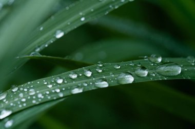 Yağmur üstüne yağmur damlası. Yaprakların üzerindeki makro su damlacıkları..