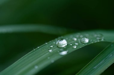 Yağmur üstüne yağmur damlası. Yaprakların üzerindeki makro su damlacıkları..
