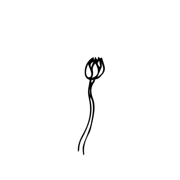 白い背景に葉のない茎を持つチューリップ — ストックベクタ