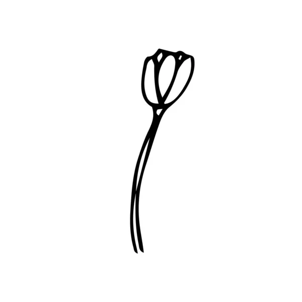 Изображение Одного Тюльпана Белом Фоне Векторная Иллюстрация Черно Белого Тюльпана — стоковый вектор