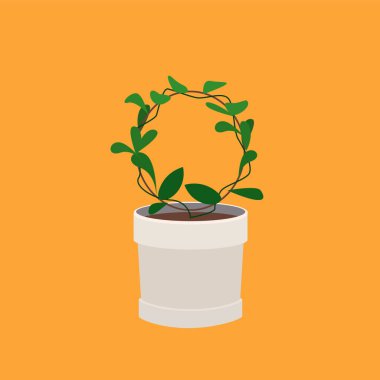 Bitki yuvarlak bir tencerede yetişiyor. Ivy çömleğin içinde bir çember içinde büyüyor. Hafif bir saksıda yeşil ev bitkisi.