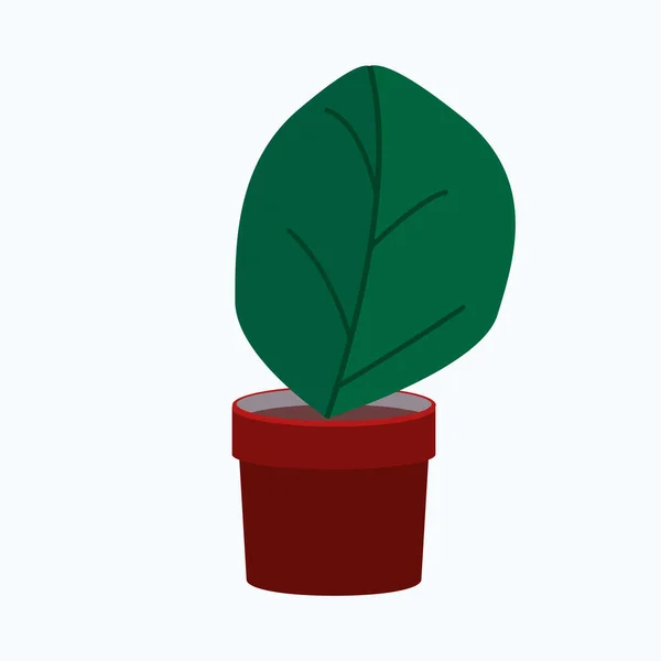 Jovem Ficus Pote Cor Vermelha Casa Planta — Vetor de Stock