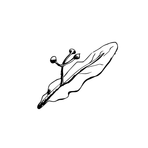 Feuille Tilleul Sur Fond Blanc Croquis Morceau Chaux — Image vectorielle