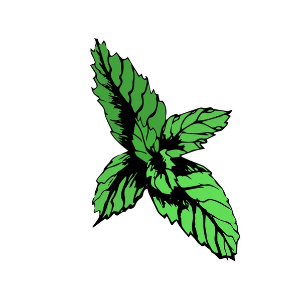 Зеленые Листья Мяты Белом Фоне Векторная Свежая Мята Лимонада Коктейль — стоковый вектор