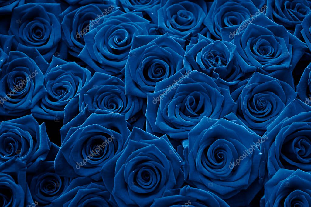 Una docena de rosas rojas de terciopelo de cerca, coloreadas en color azul,  color del año 2020.Hermoso fondo bouquet.Floral para el diseño o  text.Gorgeous fondo abstracto rojo. 2023