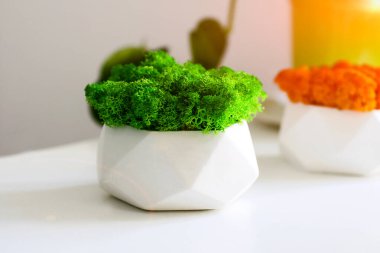 Parlak yeşil ve turuncu sabitlenmiş yosun resepsiyonda. Ofis dekorasyonu. Modern iç mekan..