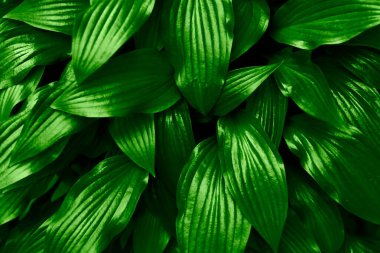 Sulu yeşil yapraklı soyut çiçek arkaplanı. Metin için alanı kopyala. Doğal arka plan..