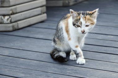 Kafenin terasında safkan bir kedi yavrusu yok, tahta zeminde ilerler. Dışarıda dinleniyor..